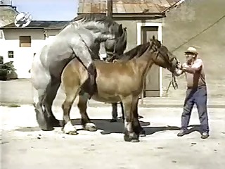 Horse bestiality sex action look amazing