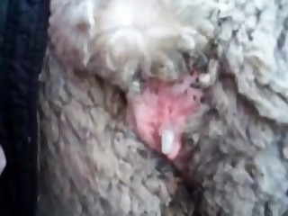 thumbnail pictures of bestiality by guba videos