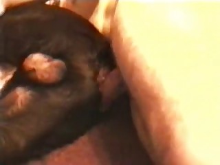 Black dog is the main star of this bestiality anal video