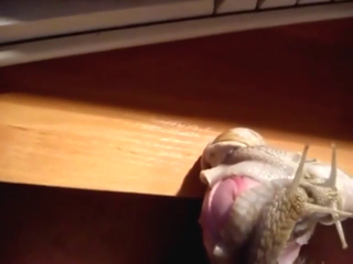 Snail seduction with a guy who wants to nut too