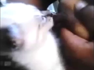 Black girl with nice-looking tits wants a sexy cat