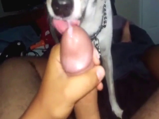 Good-looking animal is going to lick that penis