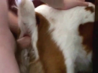 Dog with a slutty opening getting fucked deep