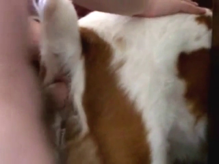 Dog with a slutty opening getting fucked deep