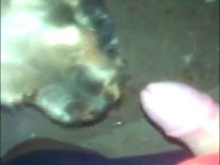 Dog is going to lick that penis up and down, hard