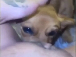 Small dog devouring a hot crotch in a POV scene