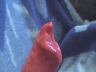 Remarkable zoomed-in footage of a dog's penis