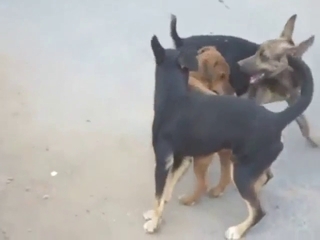 Sexy dog group fuck with lots of hard thrusting