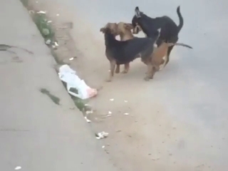 Sexy dog group fuck with lots of hard thrusting