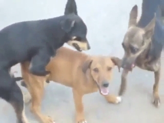 Sexy dog group fuck with lots of hard thrusting