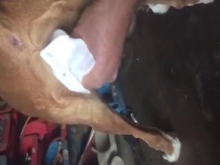 Bitch-ass animal is getting pleased by a zoophile