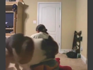 Wife's foray into cheating in zoophile porn