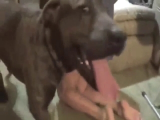 Doggystyle bestiality sex with a firm-assed gal