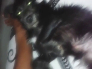 First-time anal zoo sex with a slutty beast in POV