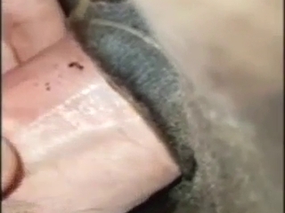 Anal zoo porn with a hot-ass stallion taking it