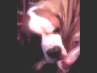 Small cute dog performs hot fellatio in zoo XXX