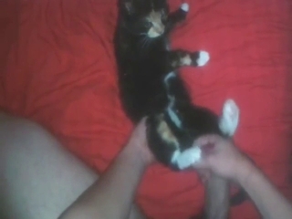 Cat featured in zoo XXX with hardcore banging