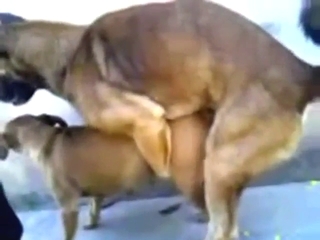 Hot bestiality porn with sexy animals crushing it