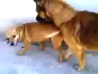 Hot bestiality porn with sexy animals crushing it