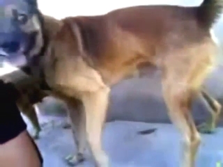 Hot bestiality porn with sexy animals crushing it