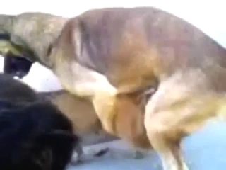 Hot bestiality porn with sexy animals crushing it