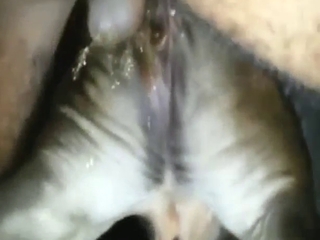 Cow-featuring zoo sex with doggystyle and more