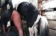 Horse sex zoo